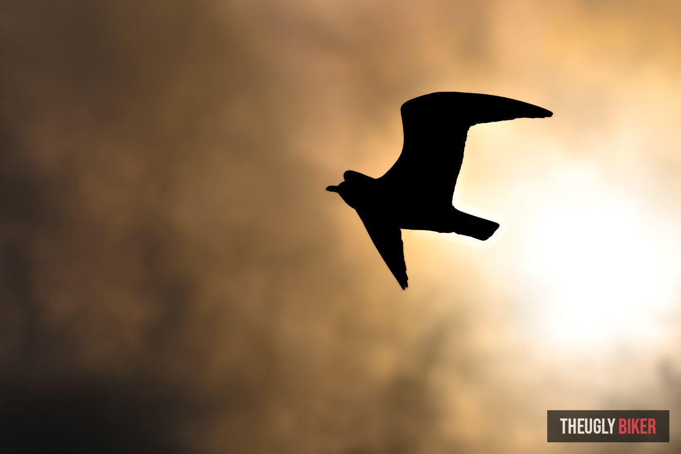 Bird silhouette against golden sunset