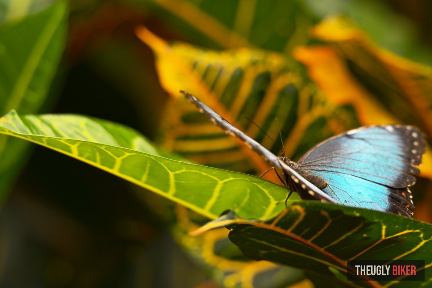 Blue morpho butterfly on tropical leaf