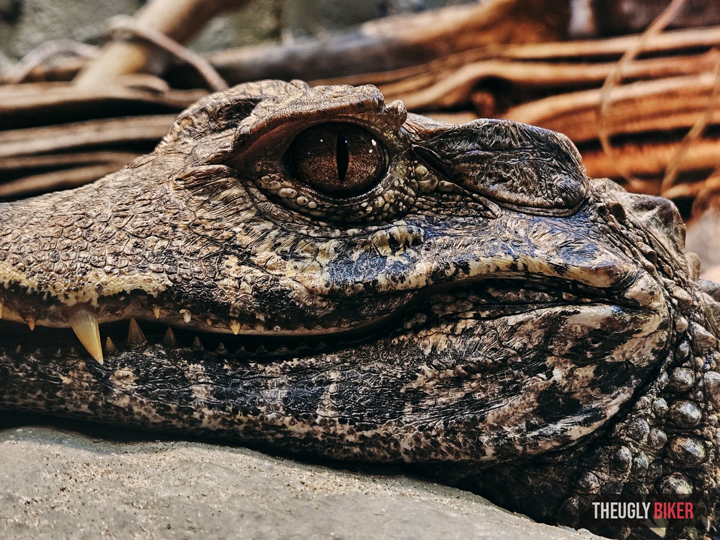 Caiman closeup macro